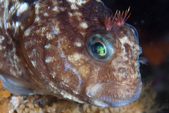 Looseskin Blenny photo 2