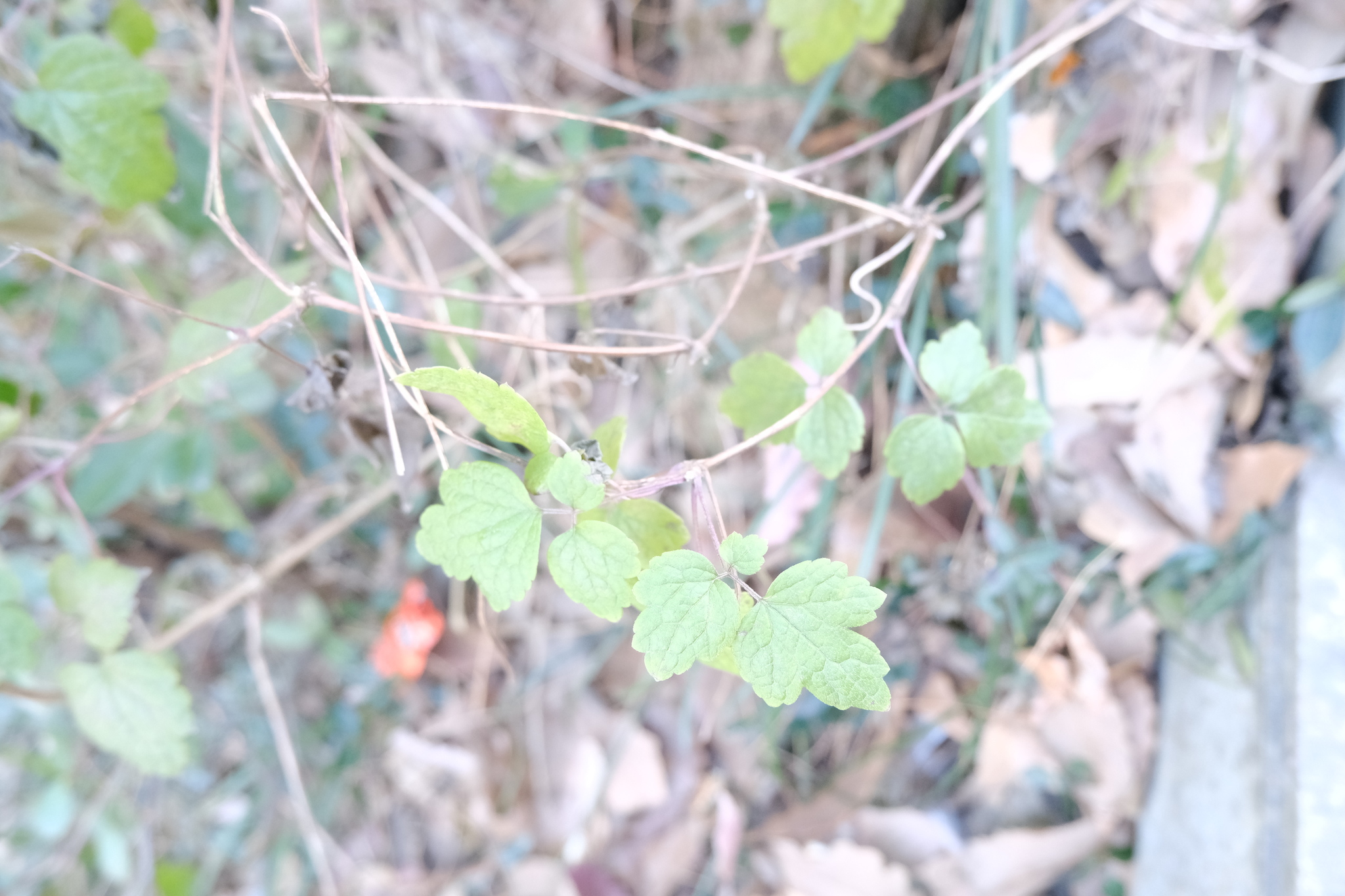 Clematis Apiifolia (Clematis apiifolia)