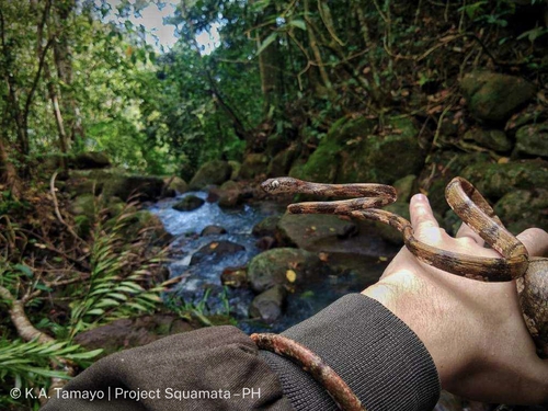 Philippine Blunt-headed Tree Snake