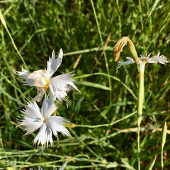 Dianthus mooiensis