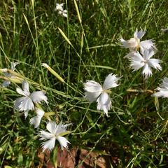 Dianthus mooiensis