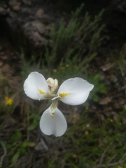 Moraea albicuspa