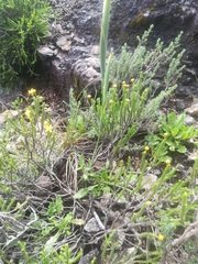 Moraea albicuspa