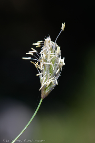 Sesleria nitida