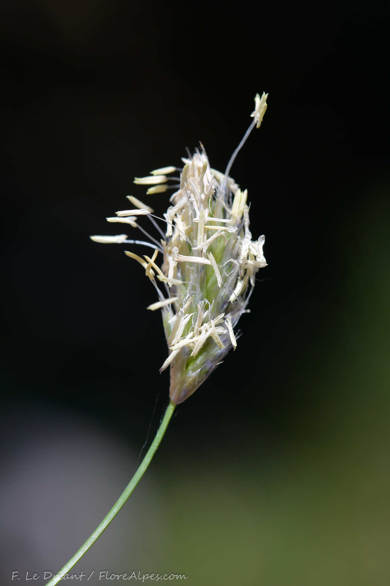 Sesleria nitida