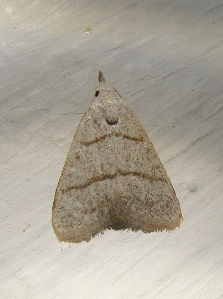 Nola bistriga