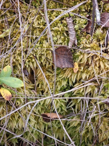 Sphagnum imbricatum observed 2025-09-01