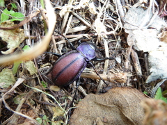 Carabus schoenherri