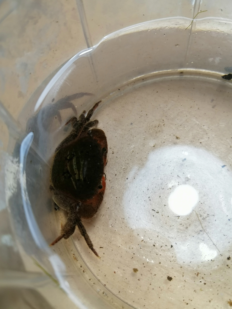Salangathelphusa peractio
