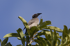 Philemon buceroides yorki