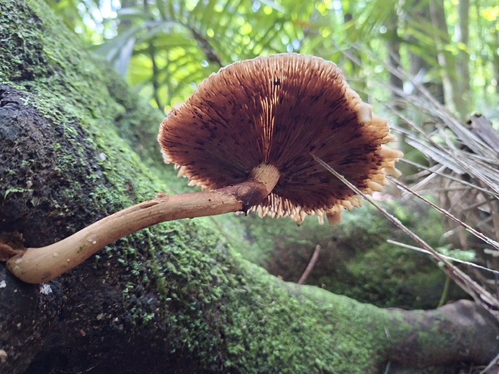 Cyclocybe parasitica · January 2026 · photo: © emmaburns (iNaturalist, cc-by)