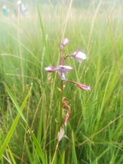 Eulophia zeyheriana