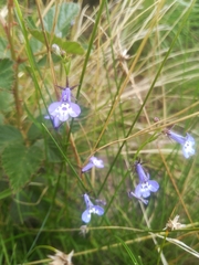 Lobelia flaccida flaccida