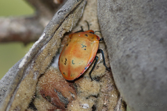 Tectocoris diophthalmus