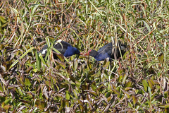 Porphyrio melanotus
