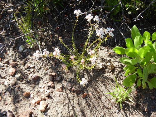 Arjona tuberosa (Arjona tuberosa)
