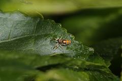 Cosmophasis micarioides