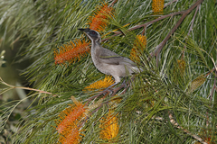 Philemon buceroides yorki
