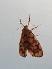 Tumicla sagenaria