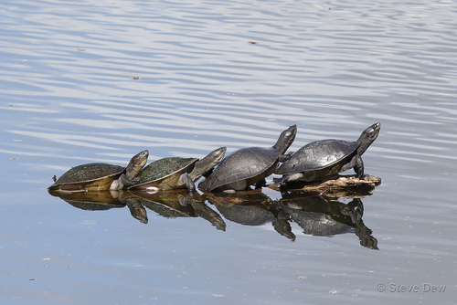 Eastern Short-necked Turtle, photo 2 of 7