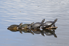 Murray River Turtle photo 2