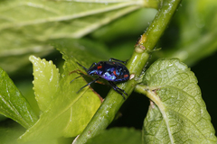 Tectocoris diophthalmus