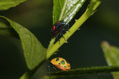 Tectocoris diophthalmus