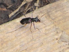 Odontocheila iodopleura