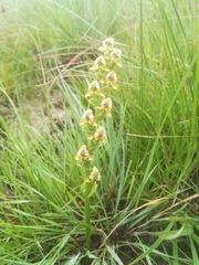 Disperis cardiophora