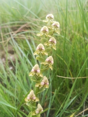 Disperis cardiophora