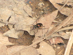 Odontocheila iodopleura