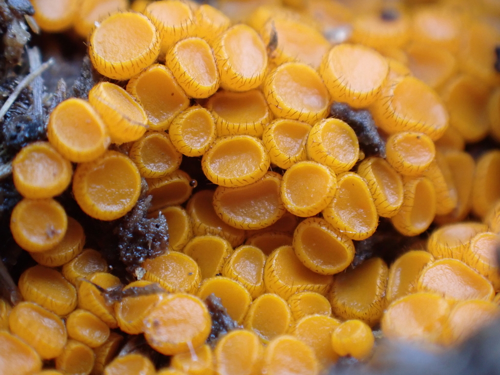 Cheilymenia