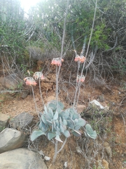 Cotyledon orbiculata oblonga