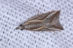 Arotrophora arcuatalis