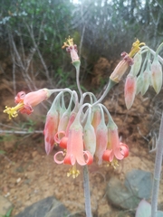 Cotyledon orbiculata oblonga