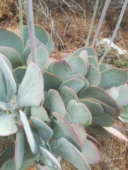 Cotyledon orbiculata oblonga