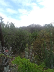 Cotyledon orbiculata oblonga