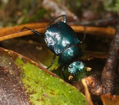 Deltochilum mexicanum