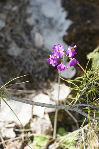 Primula cortusoides, photograph 6
