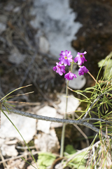 Primula cortusoides, photograph (c) Полина Полежанкина, some rights reserved (CC BY)