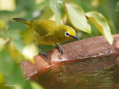 Green White-Eye photo 2