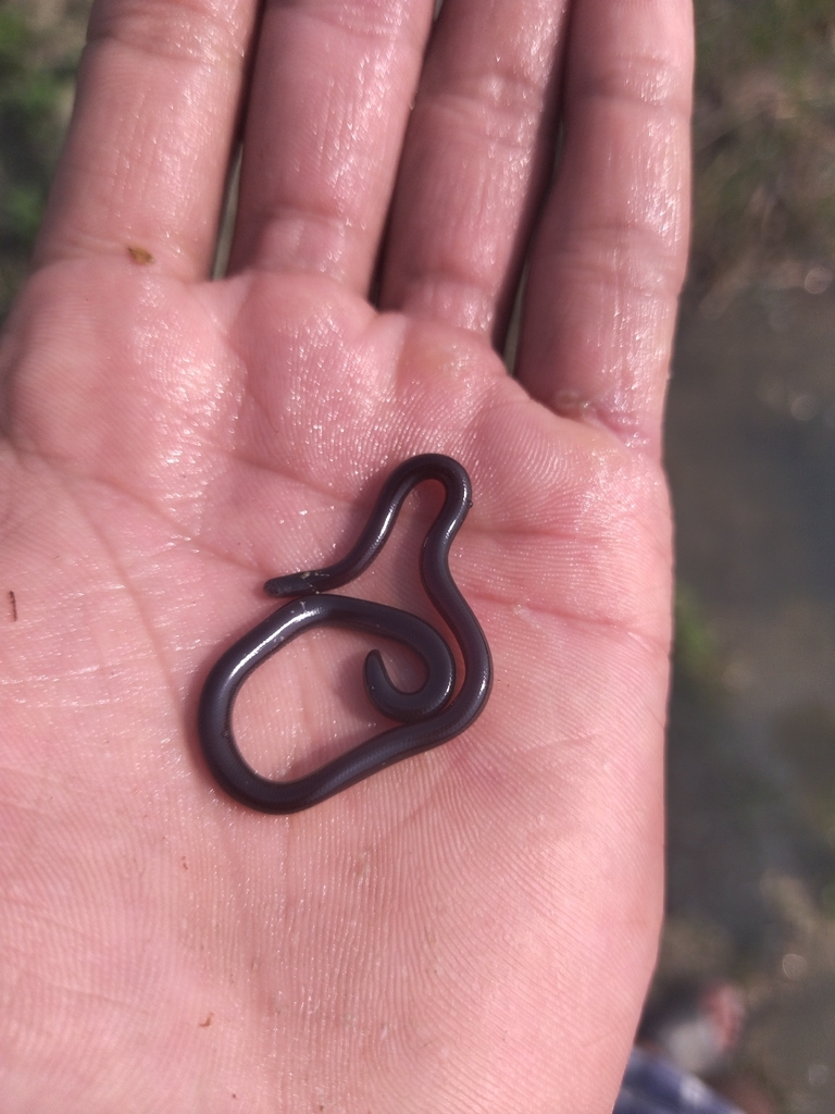 Typhlopidae