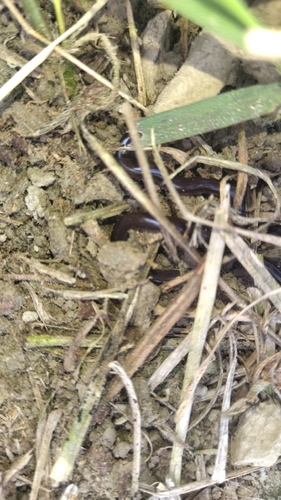 Brahminy Blindsnake