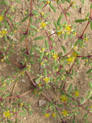 Tetraena simplex image