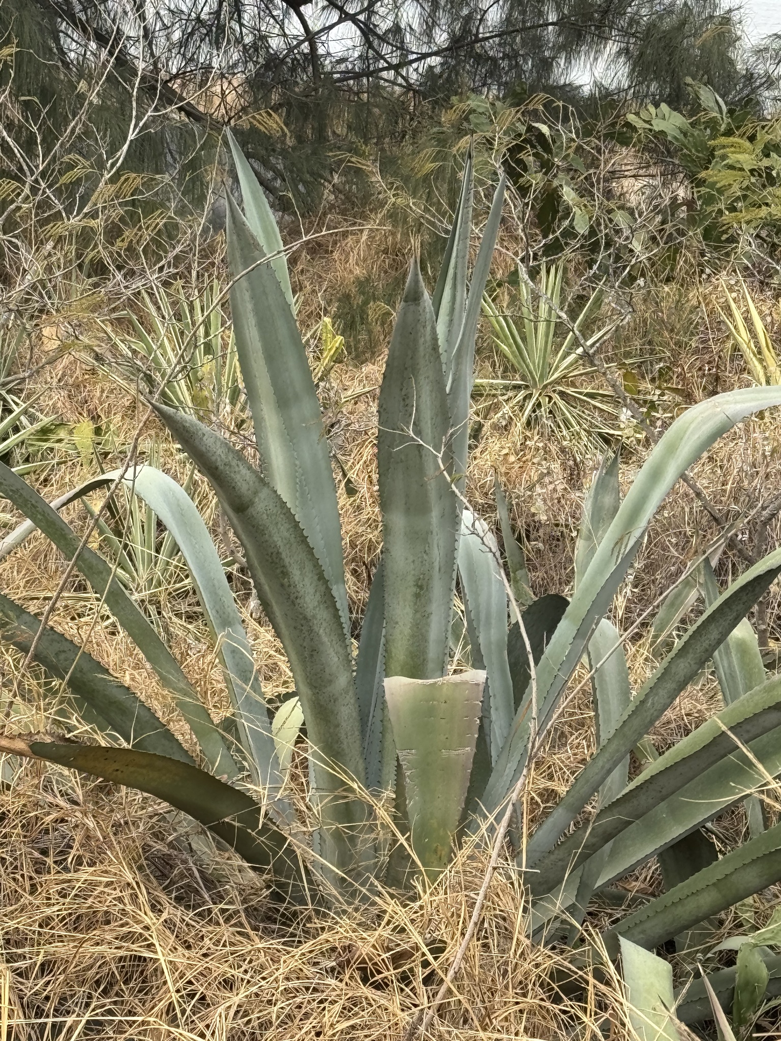 Imagem de Sisal