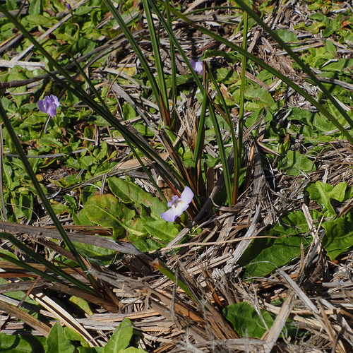 Swamp Mazus (Mazus pumilio)