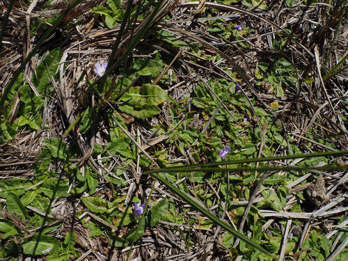 Mazus pumilio, photograph 1