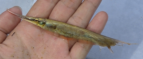 Schaarbekje (Aeoliscus strigatus) — Centriscidae — 2