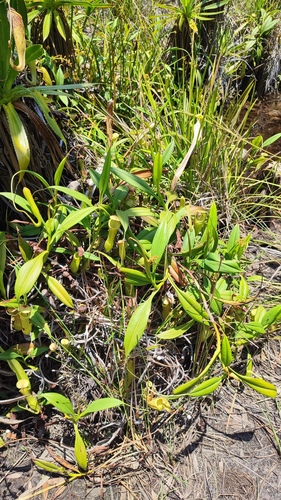 Nepenthes madagascariensis