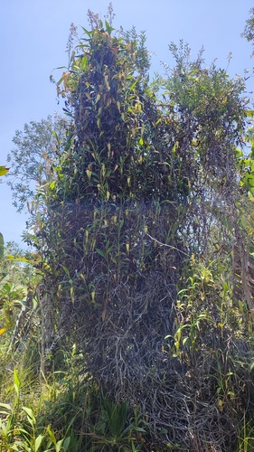 Madagascar pitcher plant (Nepenthes madagascariensis)